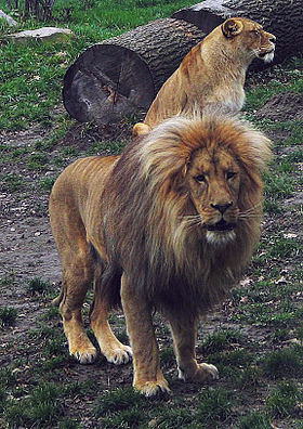 Leão macho e fêmea no Parque Nacional Etosha, Namibia.