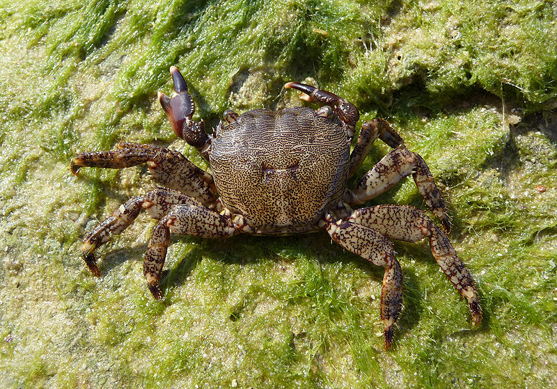 File:Pachygrapsus marmoratus 2009 G3.jpg