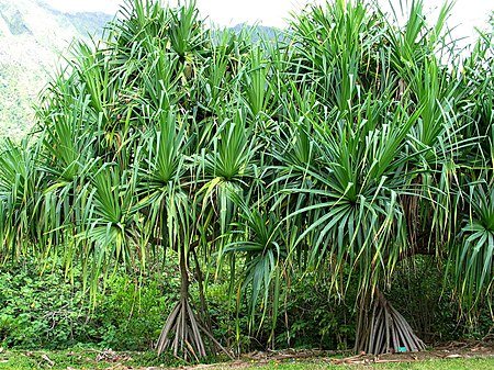 Pandanus tectorius (5187732979).jpg