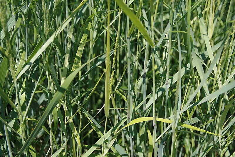 File:Panicum virgatum Prairie Sky 2zz.jpg