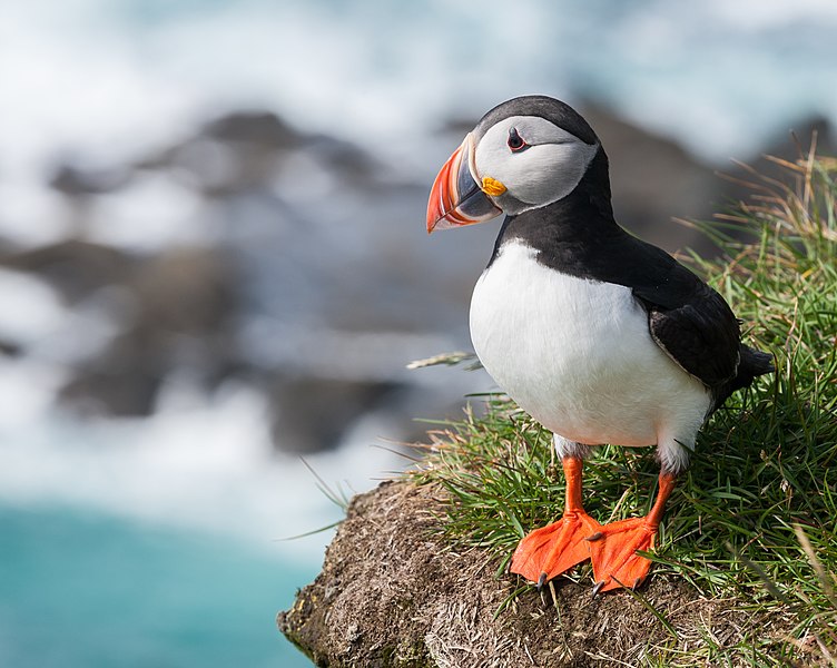 File:Papageitaucher Fratercula arctica (crop landscape).jpg