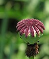 'Pattys Plum' Flower head with no petals