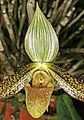 Paphiopedilum wardii