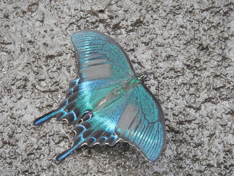 File:Papilio maackii on Rishiri Island5.jpg