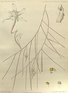 <i>Papilionanthe uniflora</i> Species of plant
