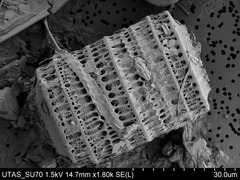 Paralia sulcata под электронным микроскопом