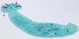 Parasite170078-fig2 Cichlidogyrus philander (Monogenea, Ancyrocephalidae) (main image).png