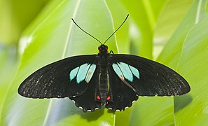 Parides neophilus (Red Scale) dorsal side