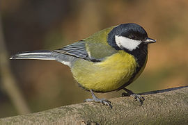 Koolmeze (Parus major)