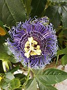 Passiflora 'Byron Beauty'.jpg