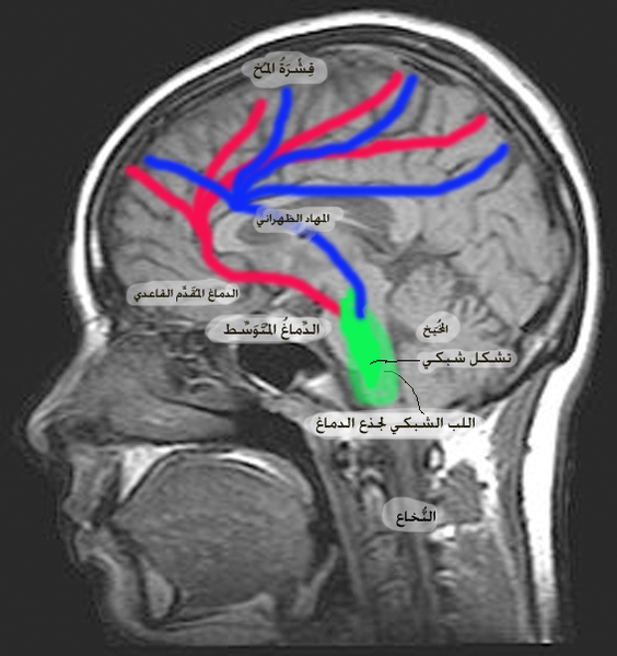 File:Pathways of the dorsal and ventral.png