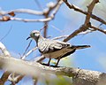 Peaceful Dove (Geopelia placida) - Flickr - Lip Kee.jpg