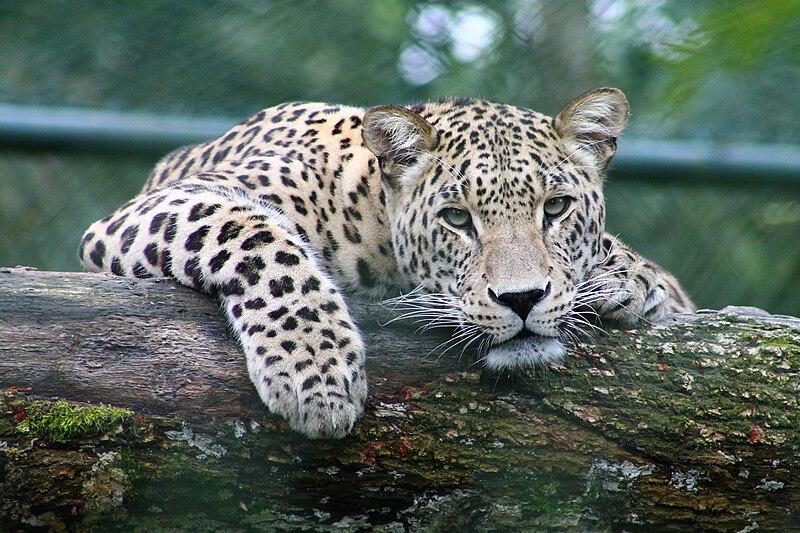 File:Peeking leopard (Unsplash).jpg