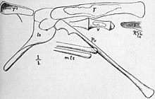 Lull's 1915 illustration of the pelvic region, showing the forwards directed pubis (Pu) as preserved Pelvis of Podokesaurus.jpg