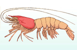 Lage des Carapax (rot) bei Krebstieren am Beispiel einer Atlantischen Weißen Garnele („Penaeus setiferus“)