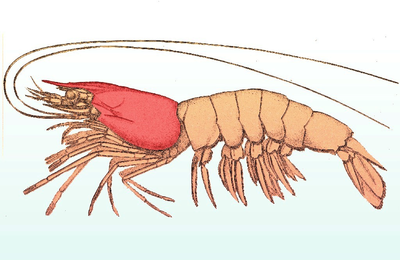 Diagram of a prawn, with the carapace highlighted in red.