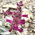 Flowers of Penstemon monoensis