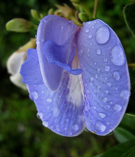 Tập_tin:Periandra_mediterranea.jpg