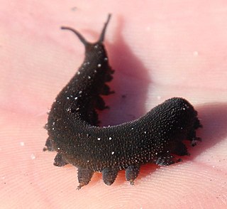 <i>Peripatopsis capensis</i> Species of velvet worm