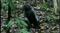 File:Personality-of-Wild-Male-Crested-Macaques-(Macaca-nigra)-pone.0069383.s003.ogv