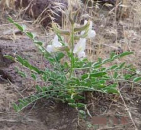 Peteria thompsoniae