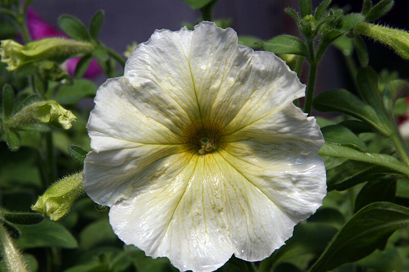 File:Petunia floribunda Yellow Madness 4zz.jpg