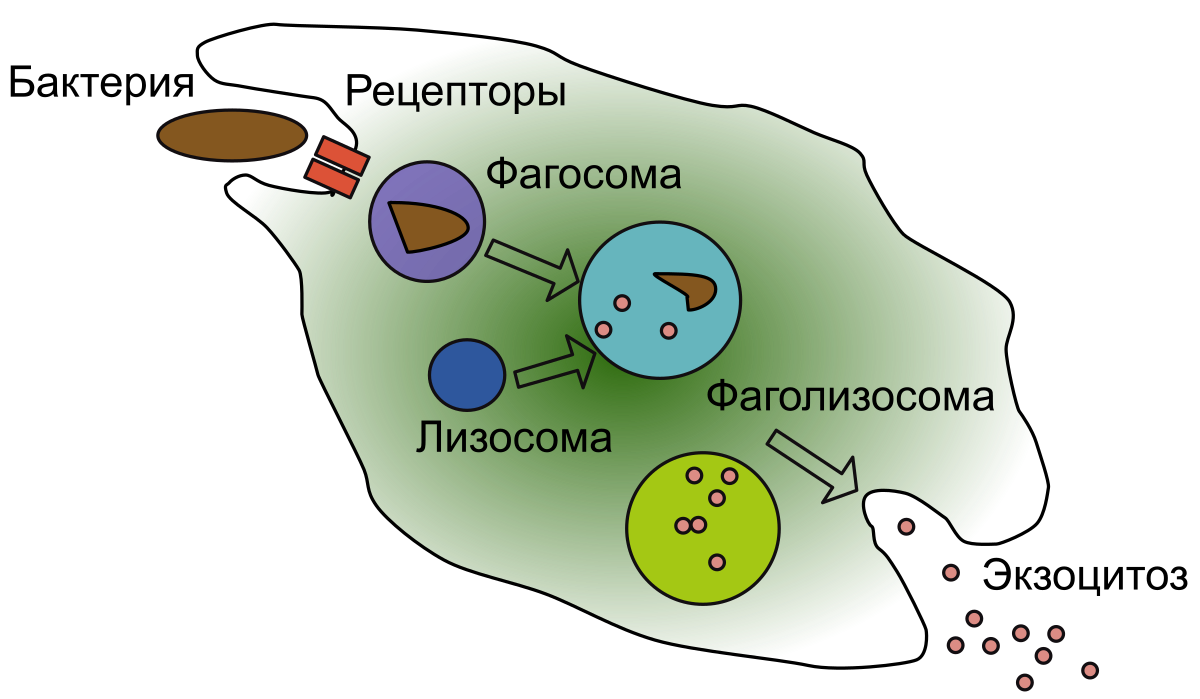 Схема фагоцитоза лизосом. Фаголизосома в фагоцитозе. Фагоцитоз лизосома. Фагоцитоз лейкоцитов схема. Этапы эндоцитоза