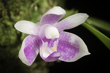 Phalaenopsis_modesta