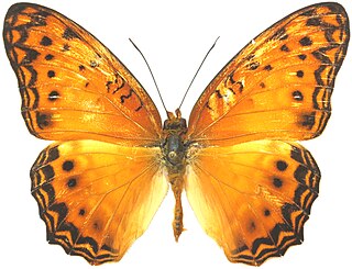 <i>Phalanta eurytis</i> Species of butterfly