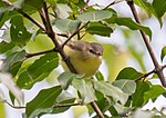 Thumbnail for File:Philadelphia vireo (46938).jpg