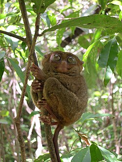 Philippine Tarsier.jpg