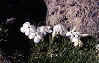 Phlox multiflora