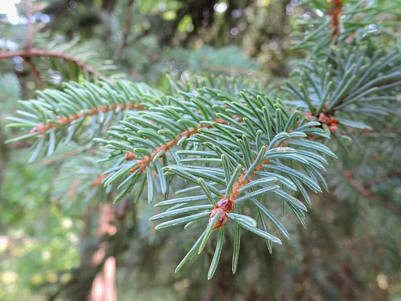 File:Picea aperata kz1.JPG