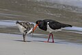 * Nomination Pied oystercatcher (Haematopus longirostris) feeding juvenile --Charlesjsharp 08:55, 15 February 2024 (UTC) * Promotion  Support Good quality. --Poco a poco 21:14, 15 February 2024 (UTC)