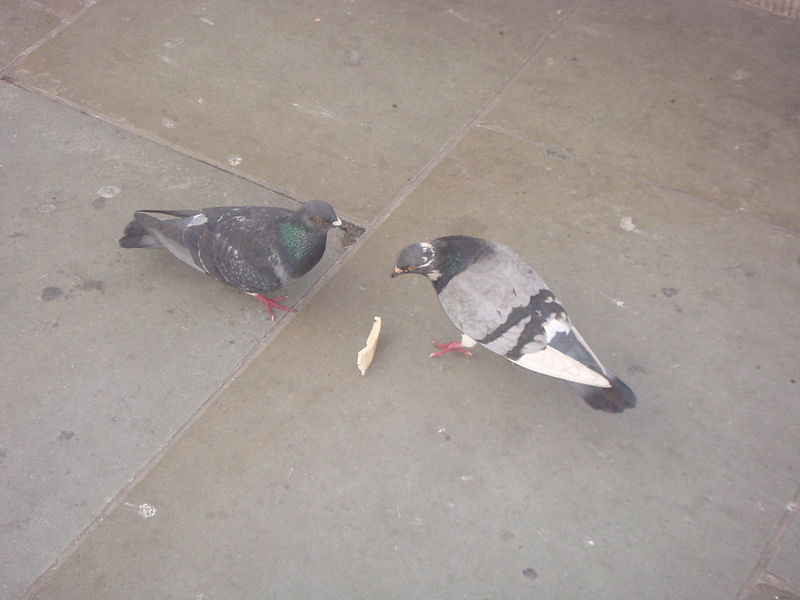 File:Pigeons eating.JPG