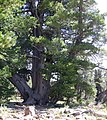Pinus flexilis Oldtree.jpg