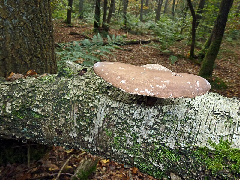 File:Piptoporus betulinus, Kaapse bossen. Berkenzwam.jpg