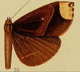 Deinypena apicata