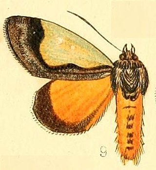 <i>Tuerta</i> Genus of moths