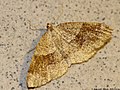 Plagodis pulveraria (Linnaeus, 1758)