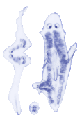 Planarian heteromorphosis.gif