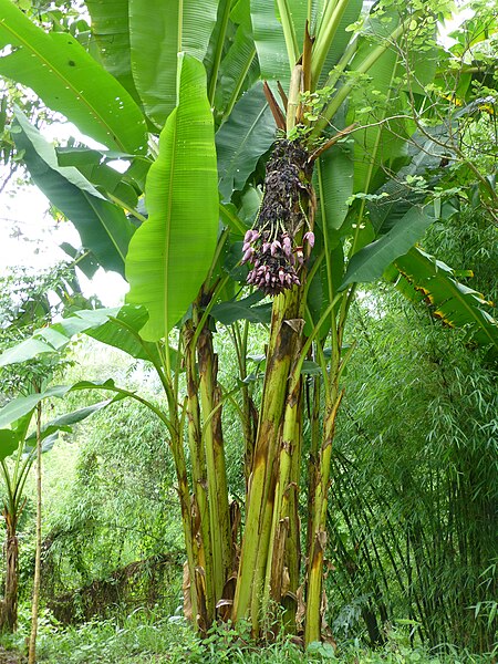 File:Plants at Queen Sirikit Botanic Garden - Chiang Mai 2013 2450.jpg