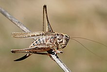 Platycleis affinis.jpg