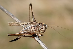 Platycleis affinis.jpg