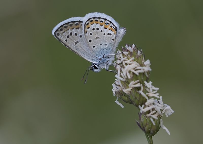 File:Plebejus argus - Gümüşlekeli Esmergöz 09.jpg