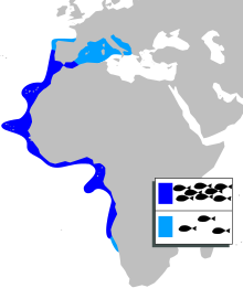 Plectorhinchus mediterraneus mapa.svg