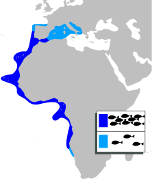 File:Plectorhinchus mediterraneus mapa.svg