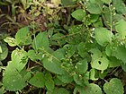 Plectranthus mollis (6256113681).jpg