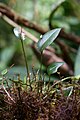 Pleurothallis niveoglobula