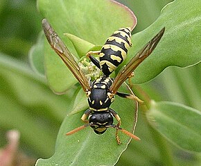 Descrierea imaginii Polistes gallicus (foederatus) .jpg.